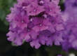 Verbena