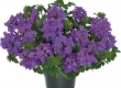 Verbena