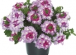 Verbena