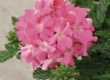 Verbena