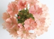 Verbena
