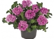 Verbena