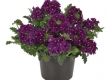 Verbena