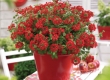 Verbena