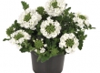 Verbena