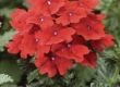 Verbena