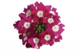 Verbena