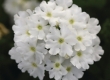 Verbena