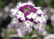 Verbena