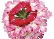 Hangpotten Verbena
