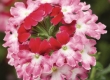 Verbena