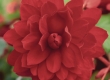 Hangbegonia
