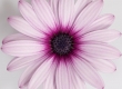 Kaapse Margriet