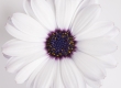 Kaapse Margriet
