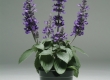 Salvia
